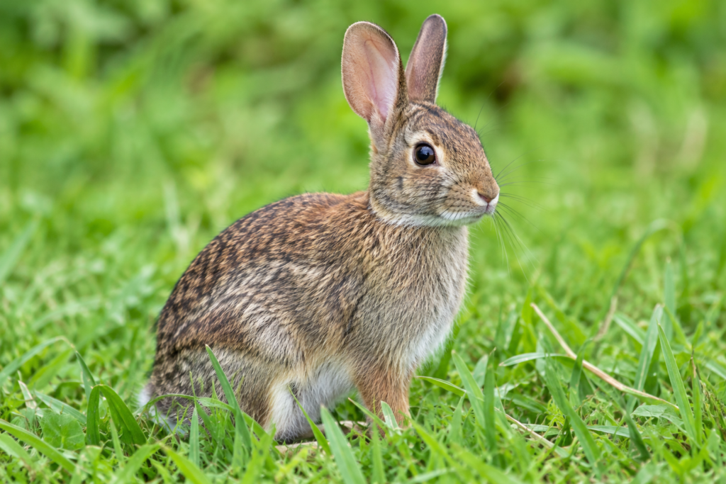 Eastern Cottontail Rabbit: Complete US Wildlife & Backyard Guide