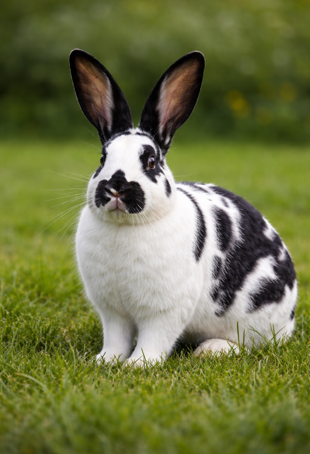 chekered giant rabbit